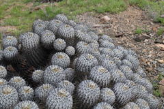 Copiapoa dealbata