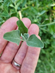 Chenopodium parabolicum