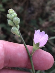 Sidalcea oregana