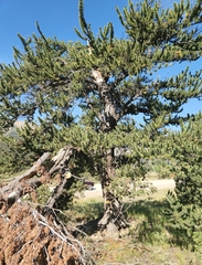 Pinus aristata