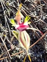 Caladenia parva