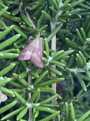 Pyrausta laticlavia