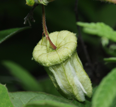 Passiflora bryonioides