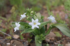 Zephyra