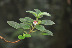 Rufodorsia