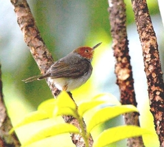 Orthotomus ruficeps
