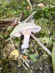 Clitopilus