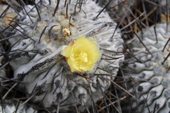 Copiapoa dealbata