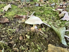 Clitopilus