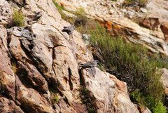 Patagioenas maculosa