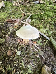 Clitopilus