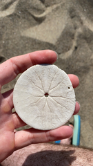 Dendraster excentricus