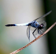 Brachydiplax farinosa