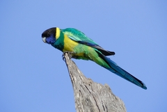 Barnardius zonarius