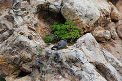 Patagioenas maculosa
