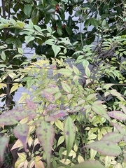 Nandina