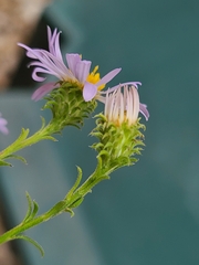 Symphyotrichum anomalum