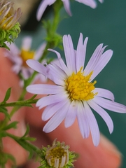 Symphyotrichum anomalum