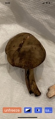 Porphyrellus