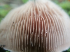 Hebeloma crustuliniforme