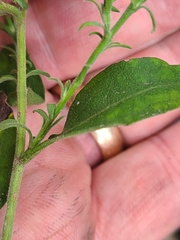 Symphyotrichum anomalum