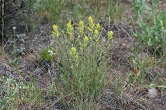 Castilleja flava