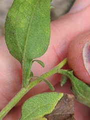 Symphyotrichum anomalum