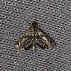 Chrysendeton medicinalis