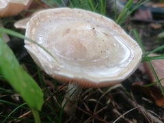 Hebeloma crustuliniforme