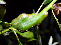 Euura lasiolepis