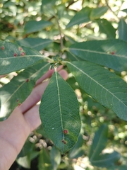 Salix scouleriana