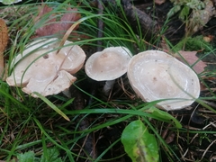 Hebeloma crustuliniforme