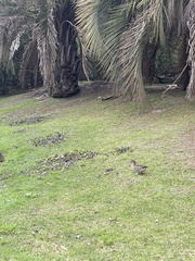 Callonetta leucophrys