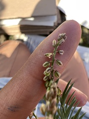 Polygalaceae