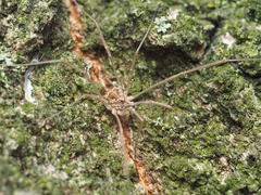 Phalangiinae