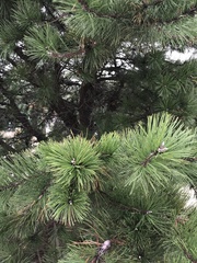 Pinus rigida