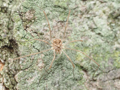 Phalangiinae