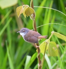 Prinia rufescens
