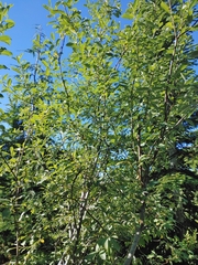 Salix scouleriana
