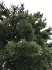 Pinus rigida