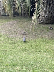 Callonetta leucophrys