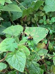 Bombus hortulanus