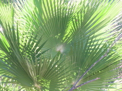 Washingtonia robusta
