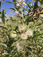 Cephalanthus occidentalis