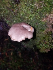 Lactarius pseudomucidus