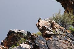 Colaptes melanochloros