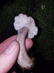 Lactarius pseudomucidus