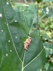 Callirhytis piperoides
