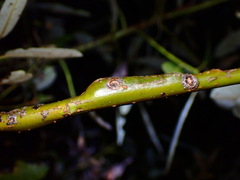 Euura lasiolepis
