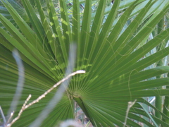 Washingtonia robusta
